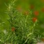 Rosemary – Barbeque – 6.5″ Pot